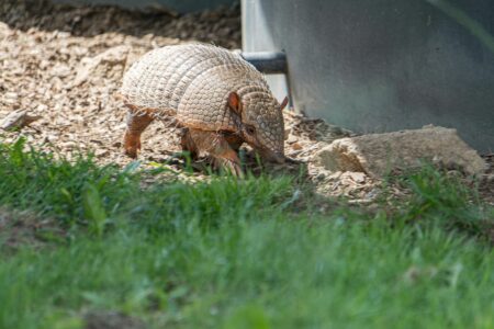 Armadillo Spotted in Illinois as Species Expands Northward