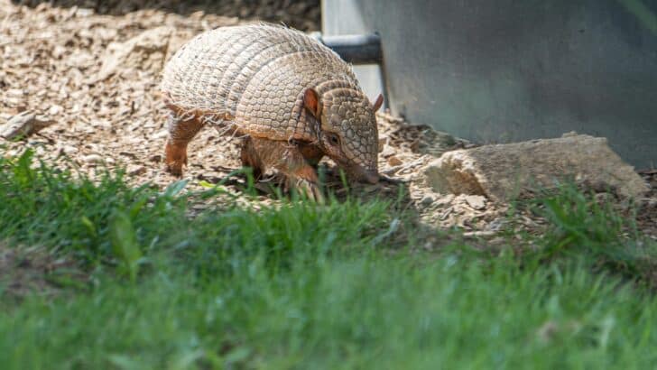 Armadillo Spotted in Illinois as Species Expands Northward