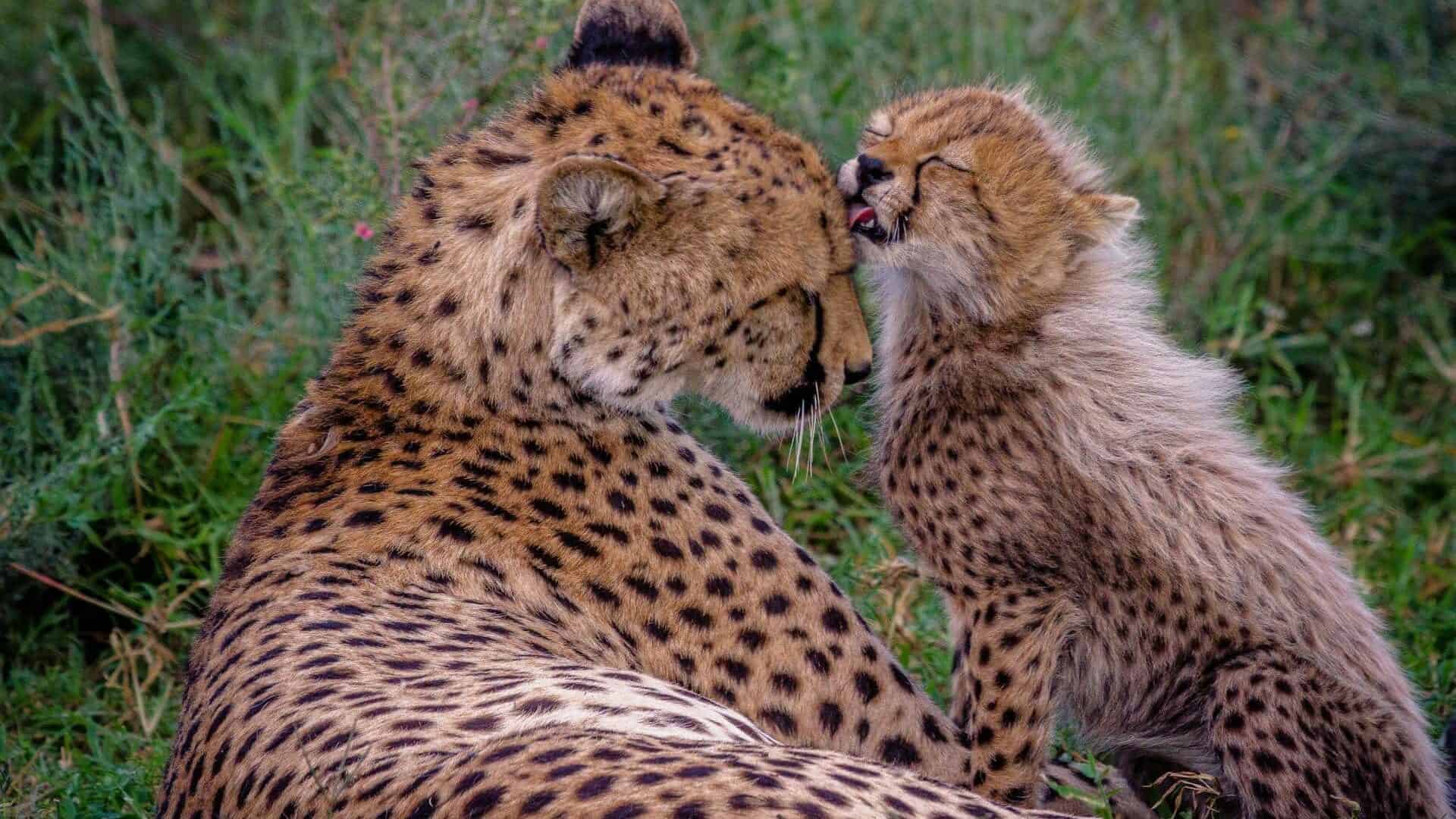 Cheetah