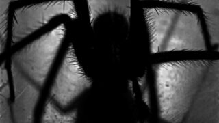 A silhouette of a big spider.