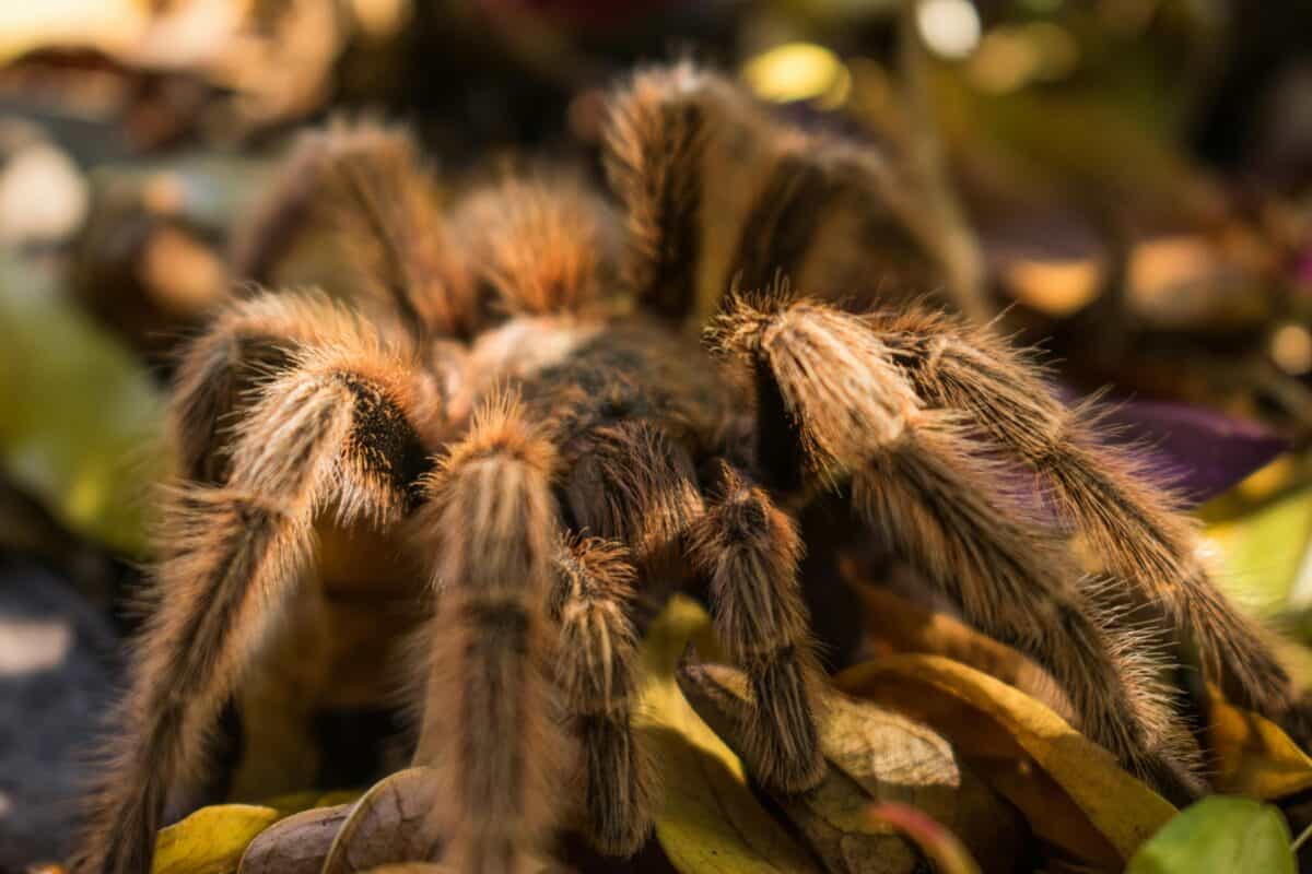 A closer look at a brown tarantula.