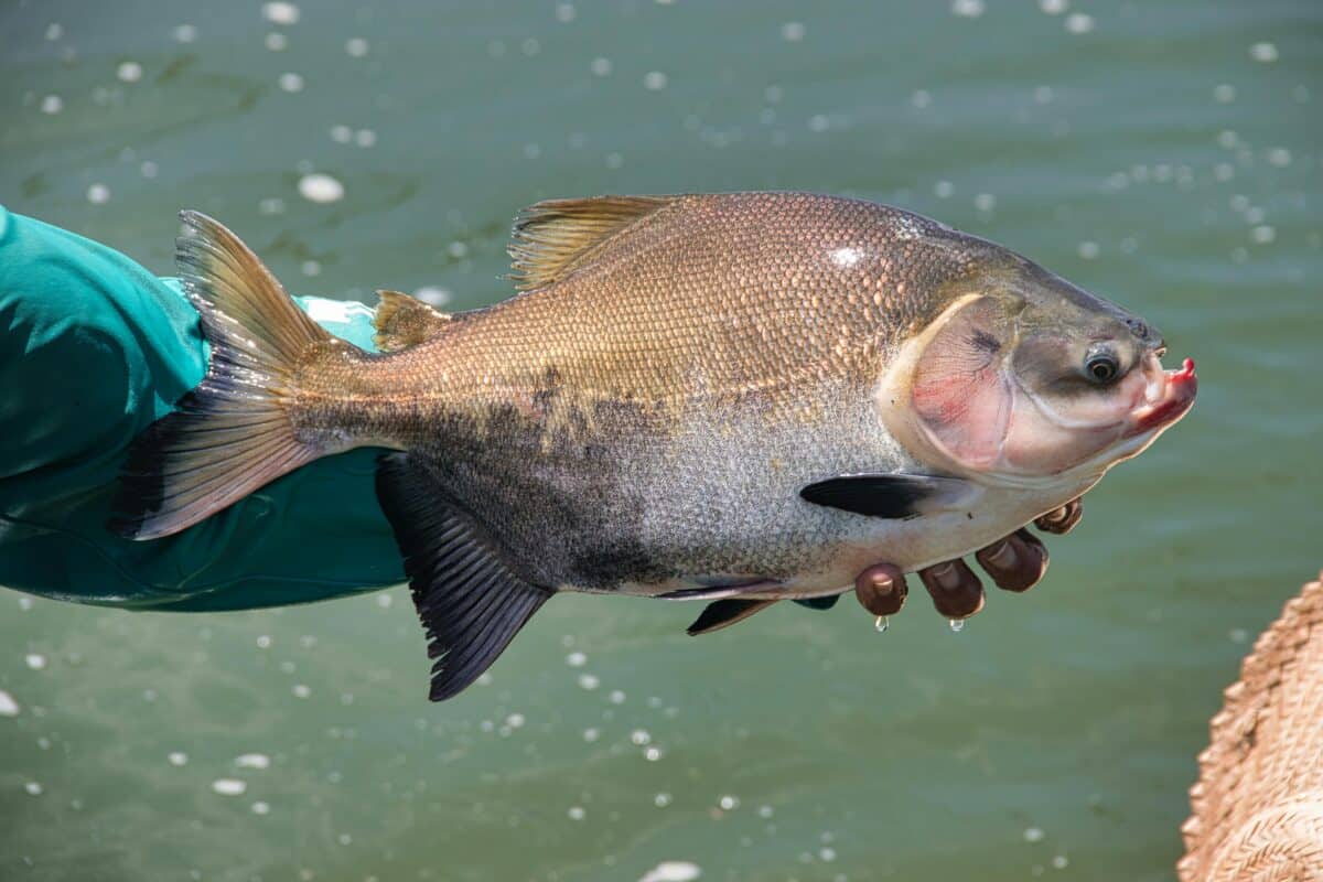 A huge fish held by a hand.