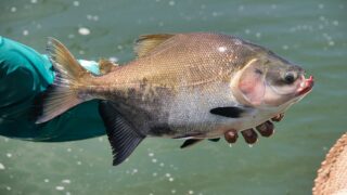 A huge fish held by a hand.