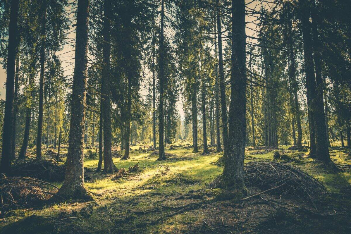 Woods during the day.