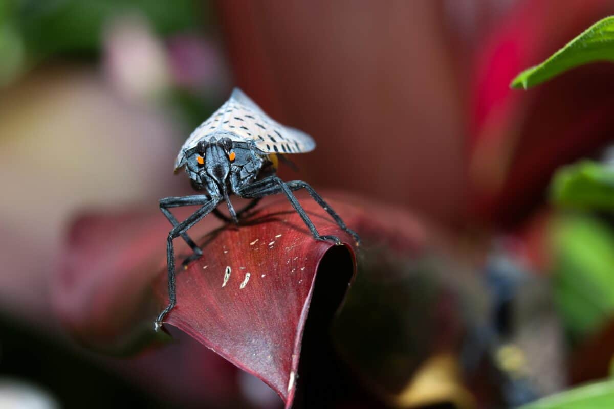 A frontal view of a lanternfly while landed.