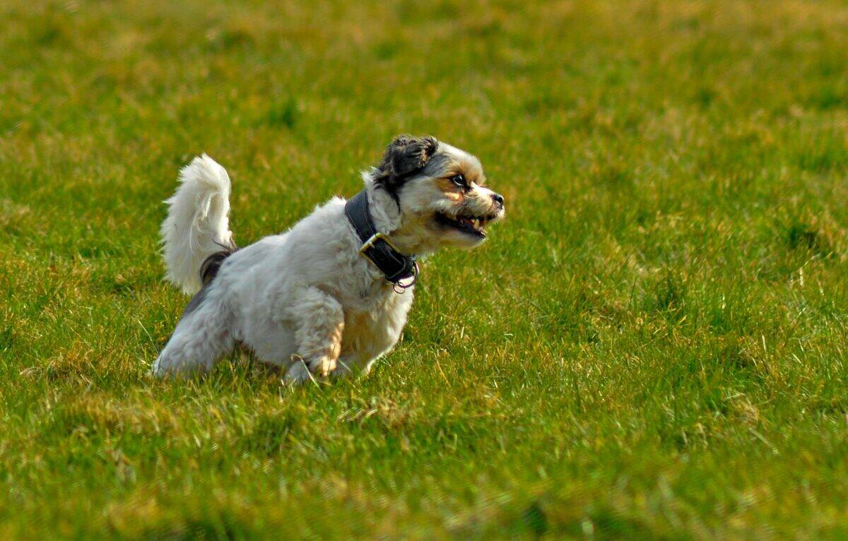 A puppy running on the field.