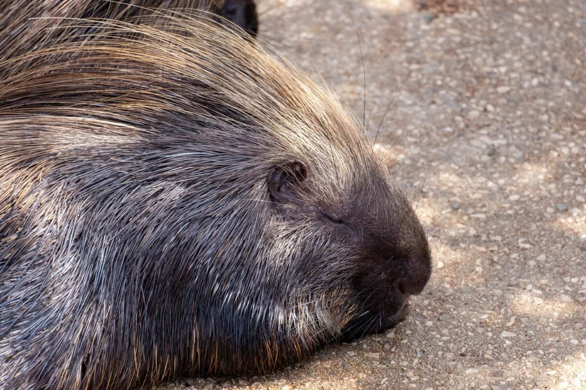 A porcupine sleeping on the ground.
