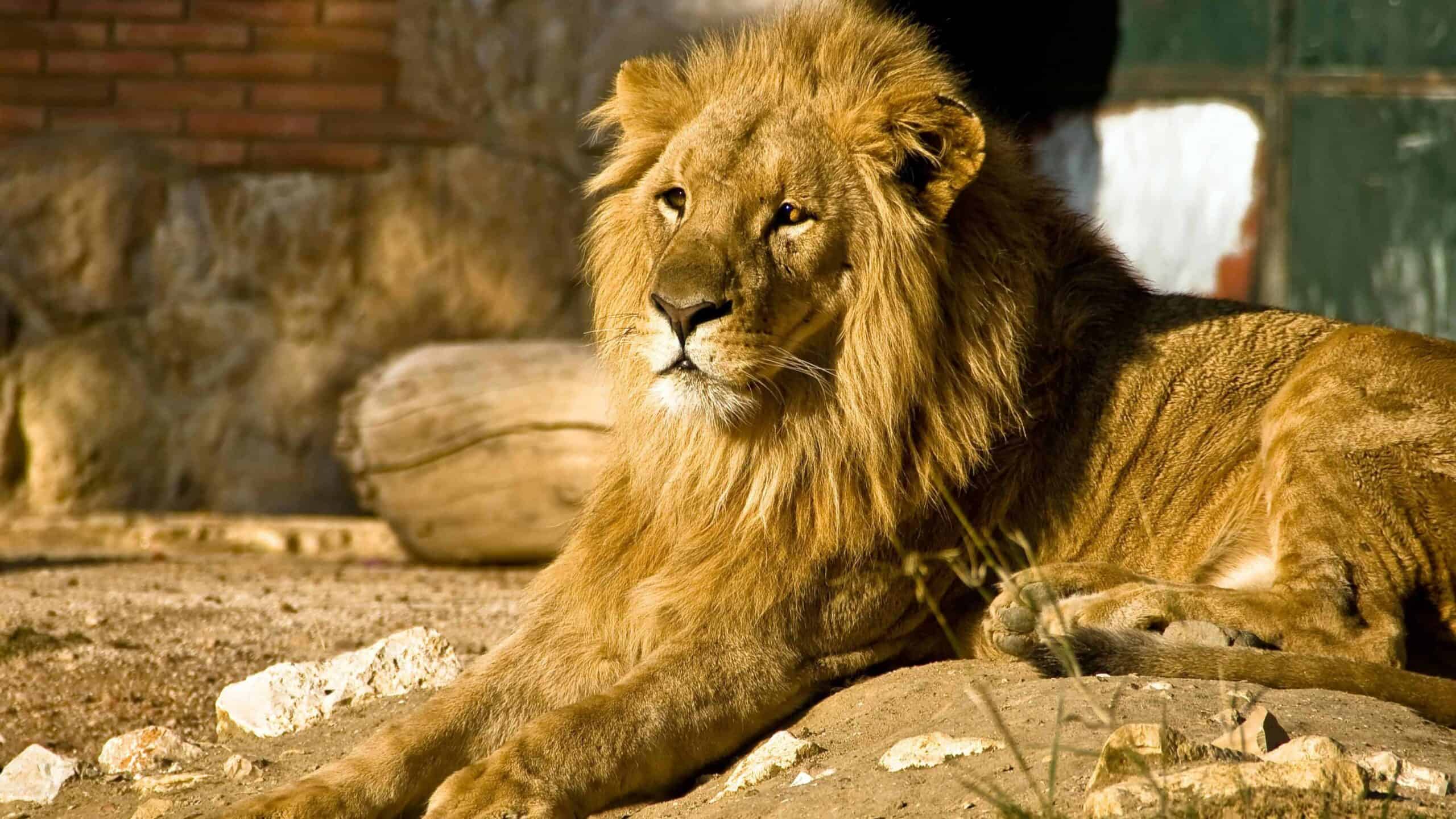 A lion inside the vicinity of the zoo.