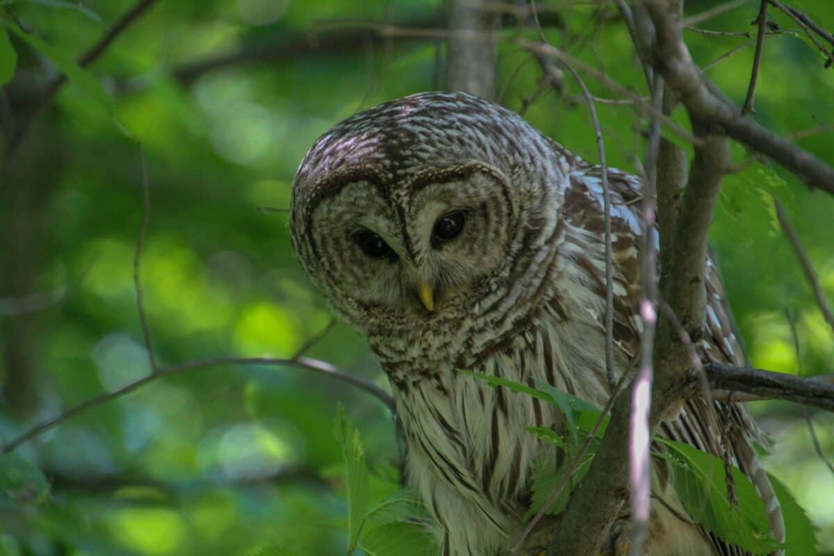 An owl peeking at the top of a tree.