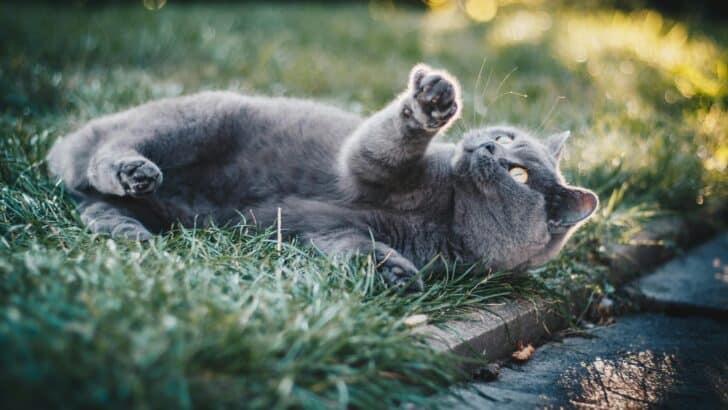 Cat Survives 400-Foot Canyon Fall, Gets Adopted by Rescue Pilot