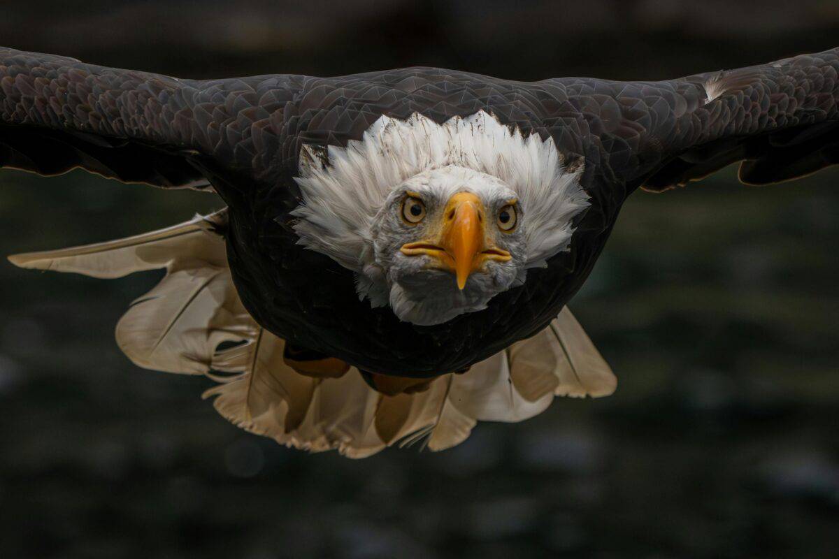 A huge eagle spreading its wings.