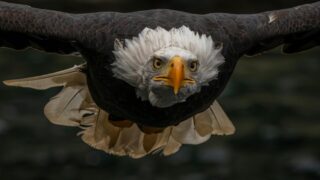 A huge eagle spreading its wings.