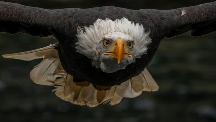 Eagle Snatches Cat From Yard in Shocking Morning Attack
