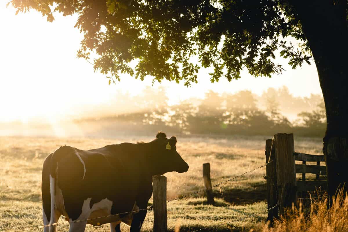 A silhouette of a cow and a tree on a farm.