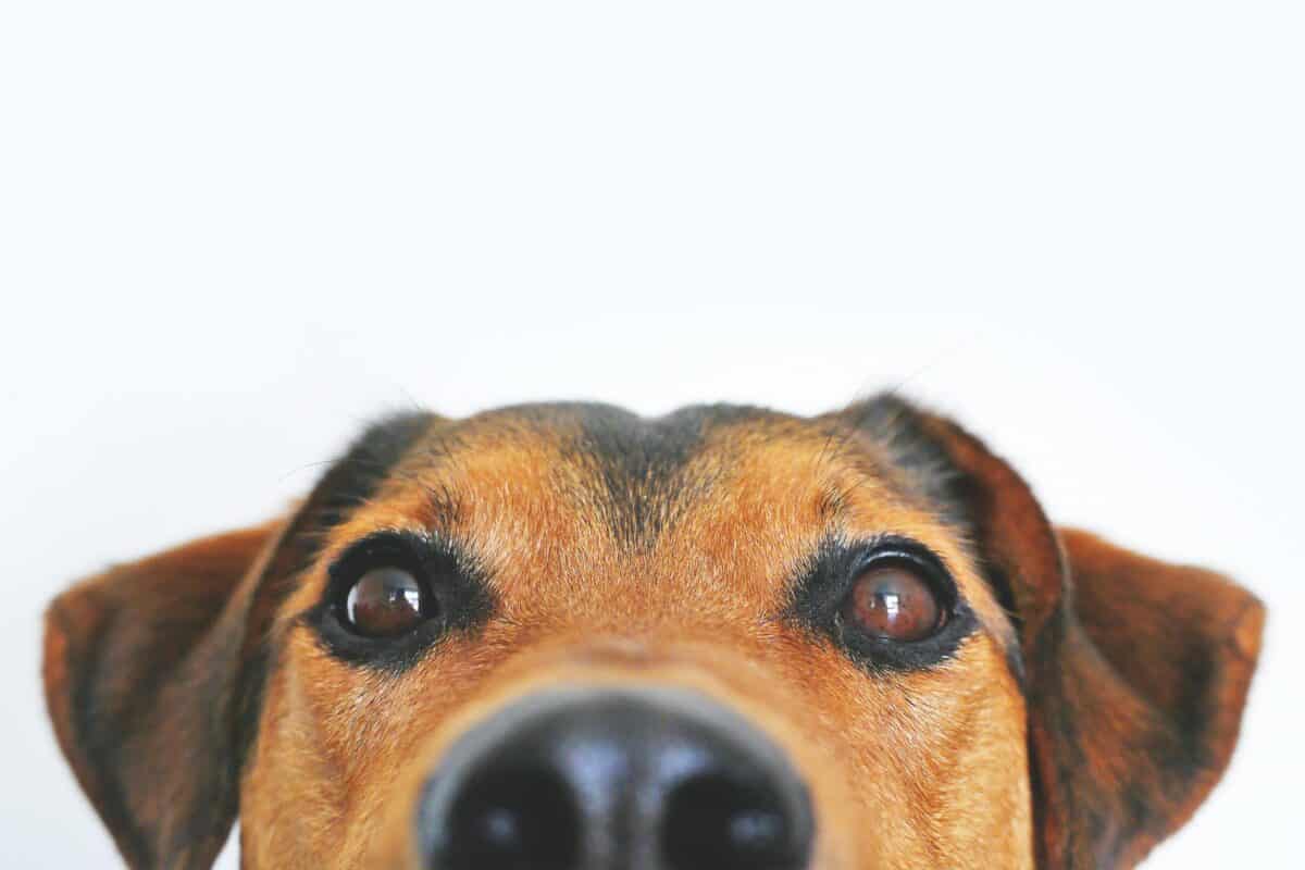 A dog trying to peek in a close-up photo.