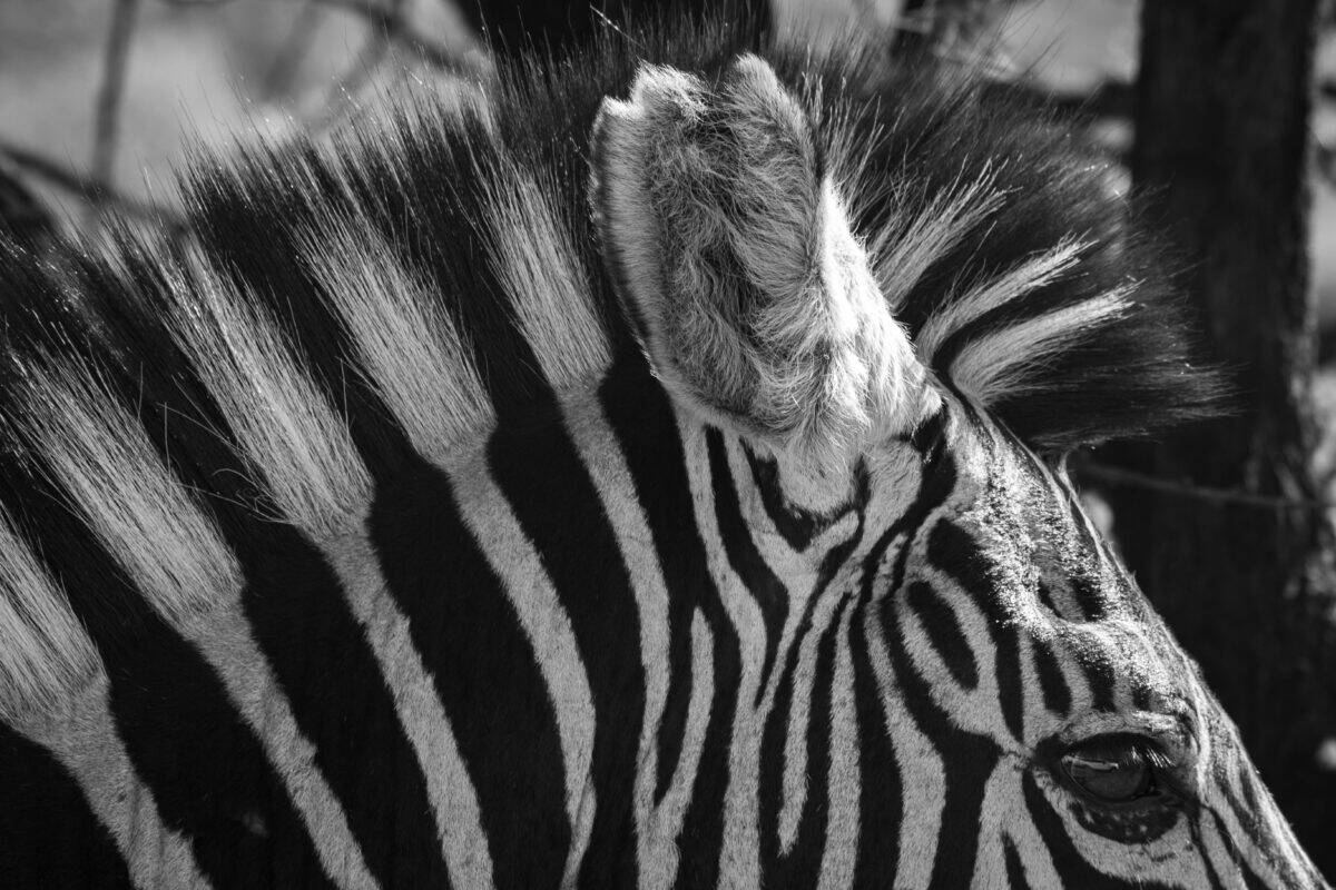 A black and white photo of a zebra.