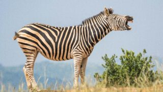 A yawning zebra in the wild.