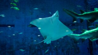 A stingray with its cohabitants underwater.