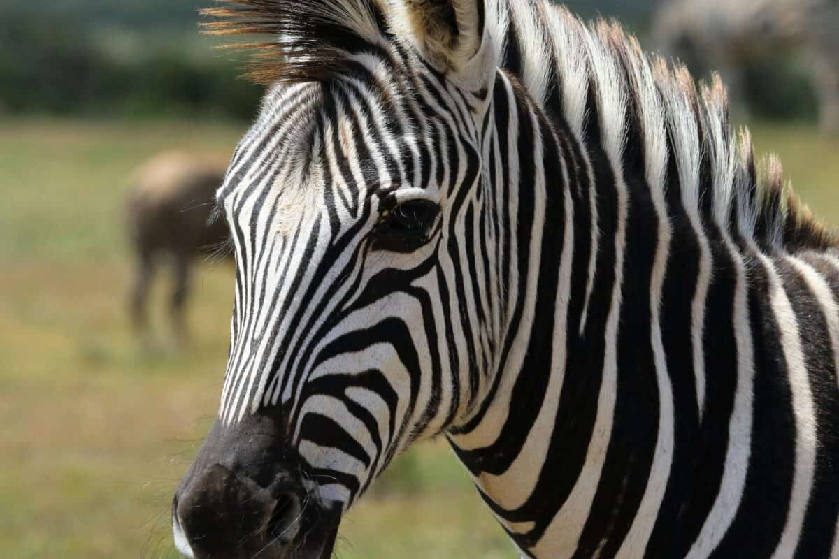 A close-up headshot of a zebra.