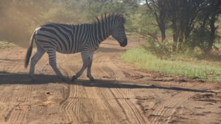 A runaway zebra in the woods.