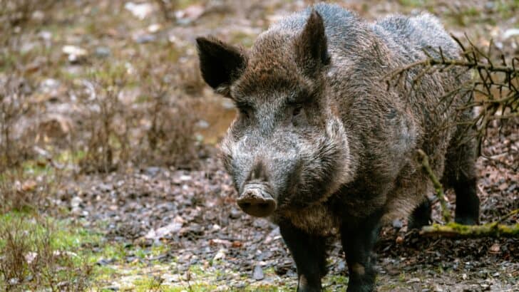 Boar Smashes Into Arkansas Gas Station, Destroys Snack Aisle