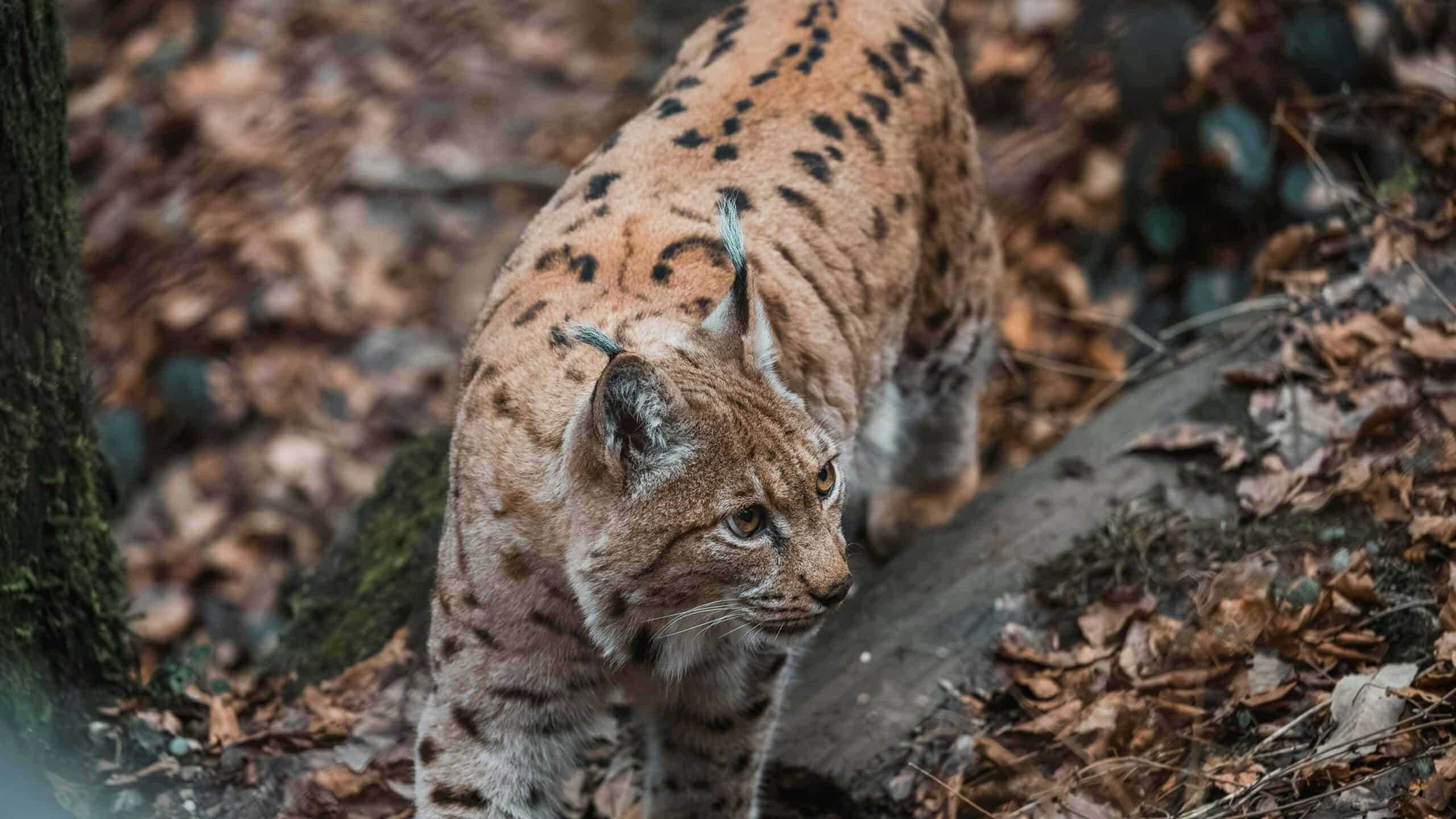 A bobcat roaming in the woods.