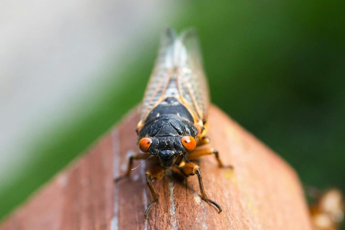 A close-up look at a cicada's external anatomy.