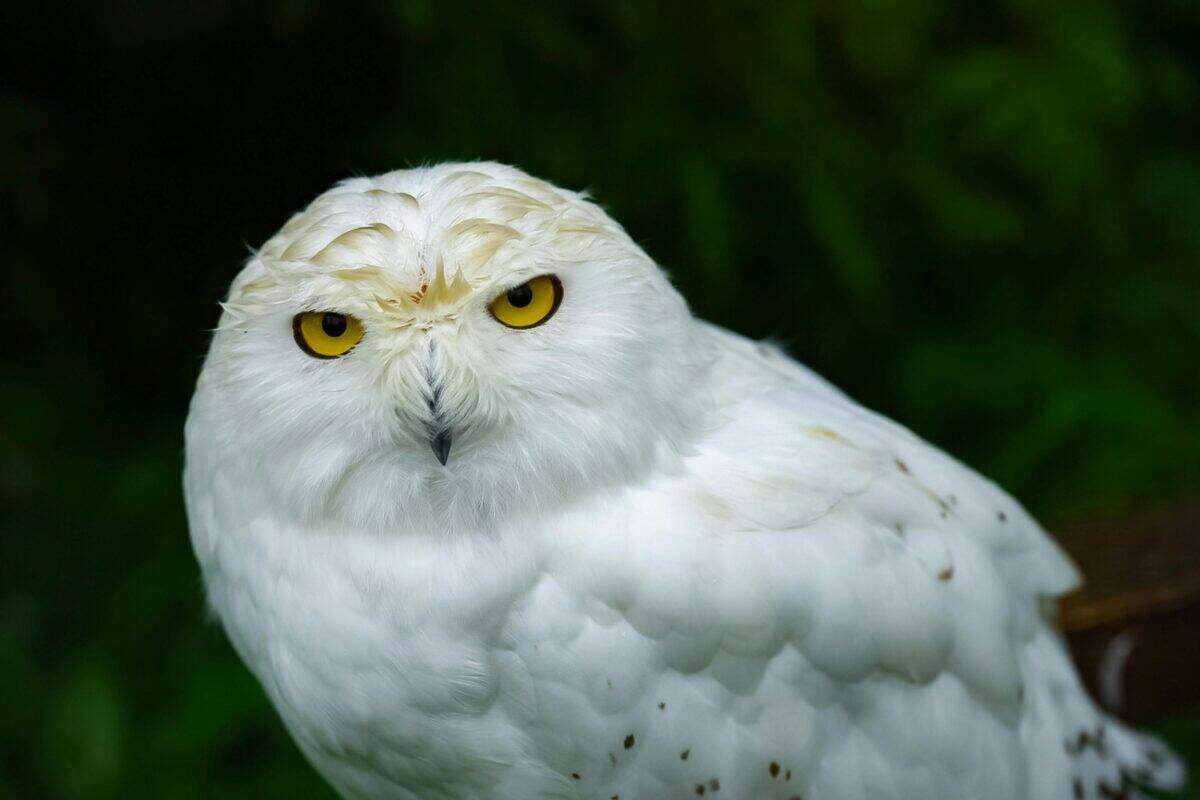 A rare sighting of a white owl.