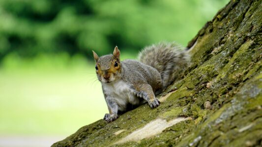 Squirrels Adopt Orphaned Babies Like Their Own