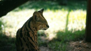 A wild cat resting under the shade of a tree.