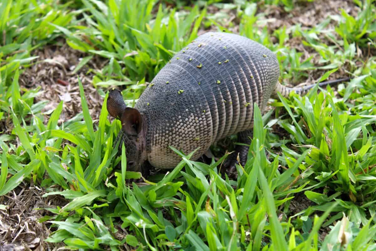 An armadillo hunting for food.