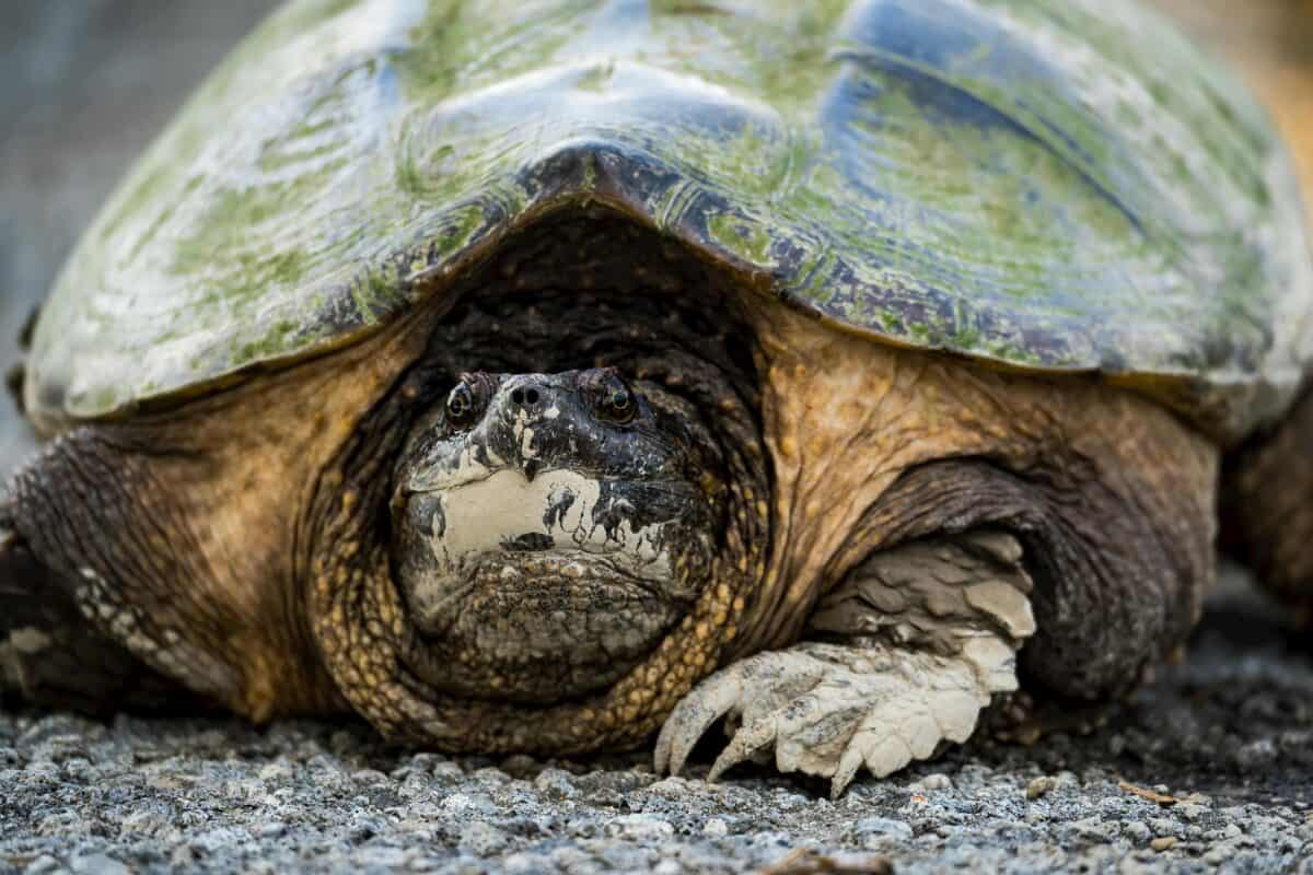 A frontal view of a huge turtle.