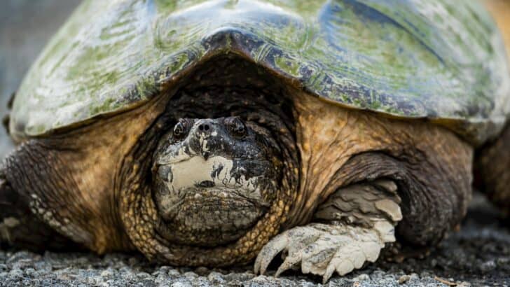 Turtle the Size of a Cooler Sets Virginia State Record