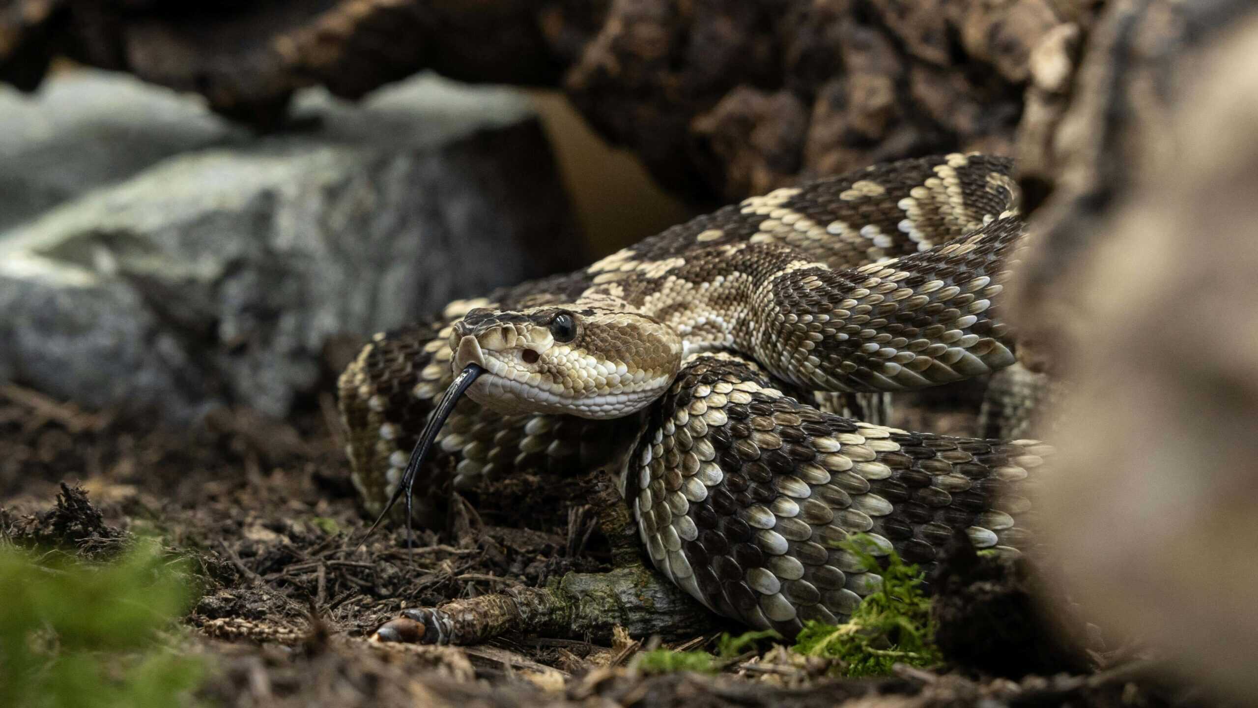 A close-up photo of a rattlesnake.