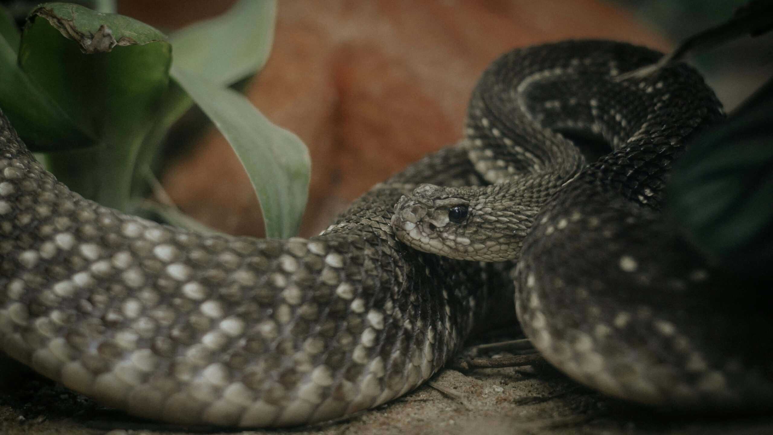 An adult rattlesnake looking for prey.