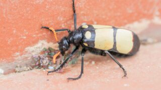 A black and yellow blister beetle.