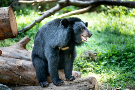 How to Tell a Black Bear from a Grizzly Bear at a Glance