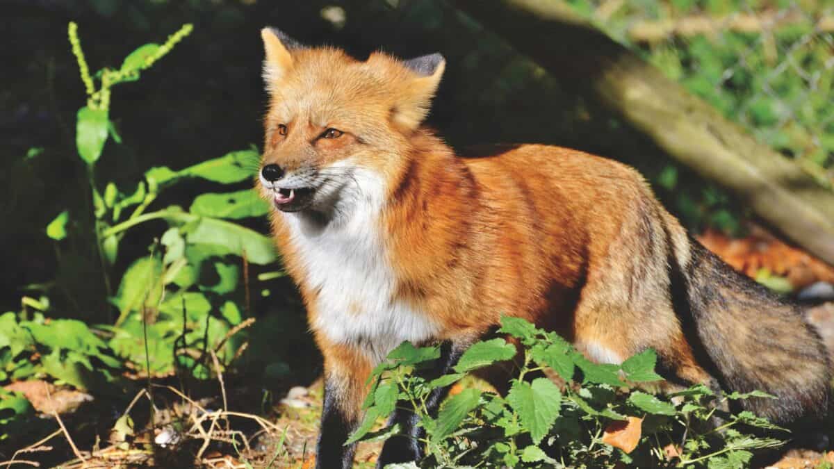 A young red fox hunting for food in the forest.