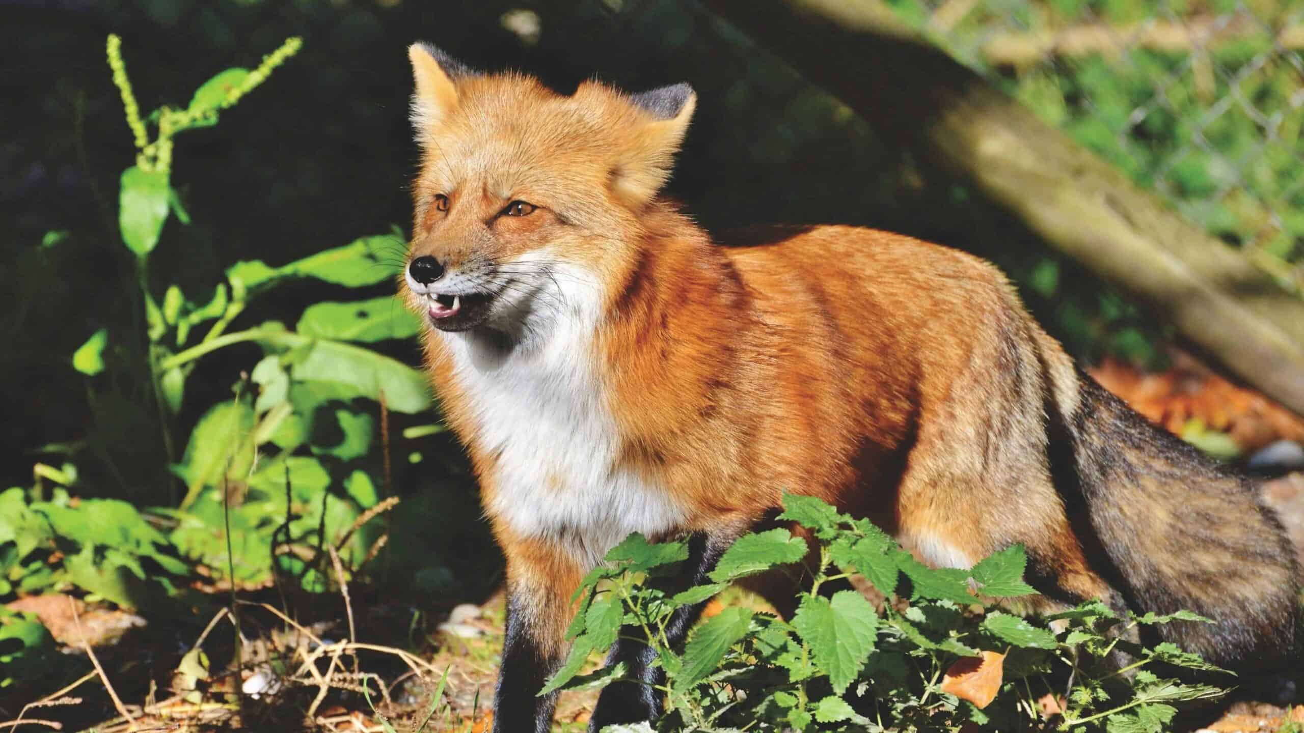 A young red fox hunting for food in the forest.