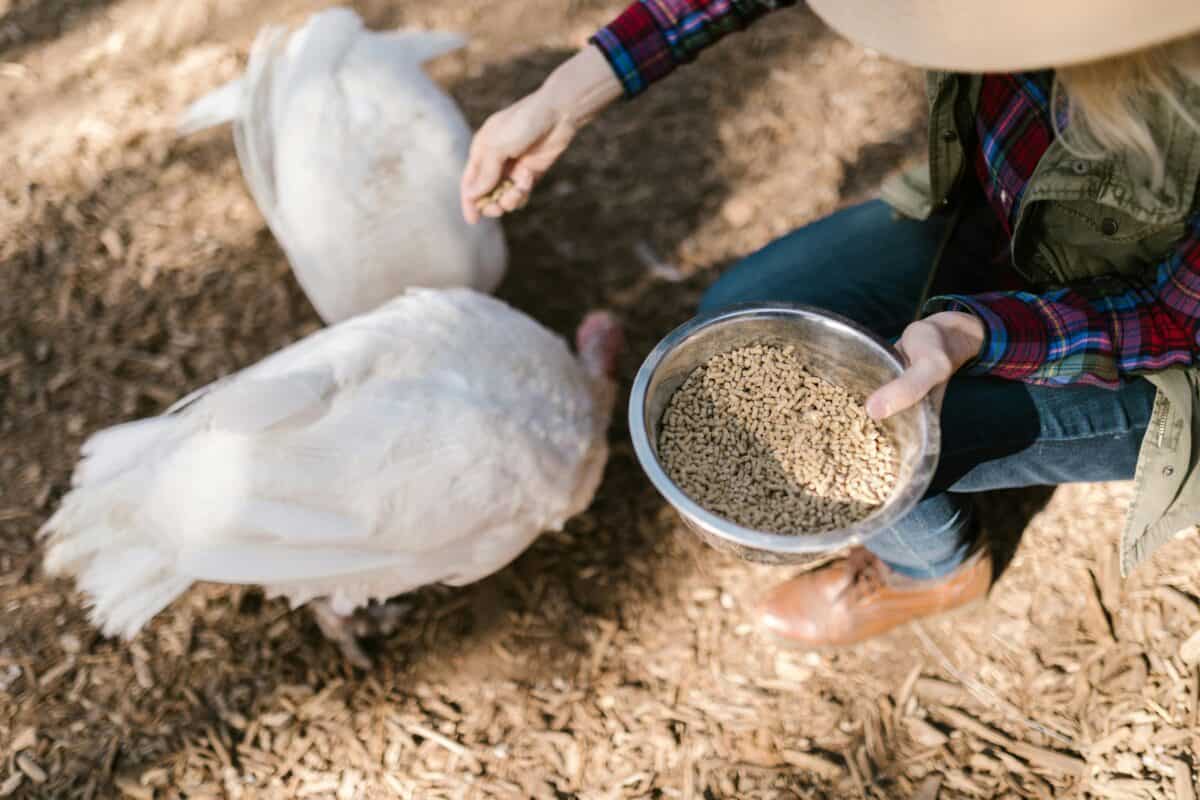 White turkeys being fed in a farm.