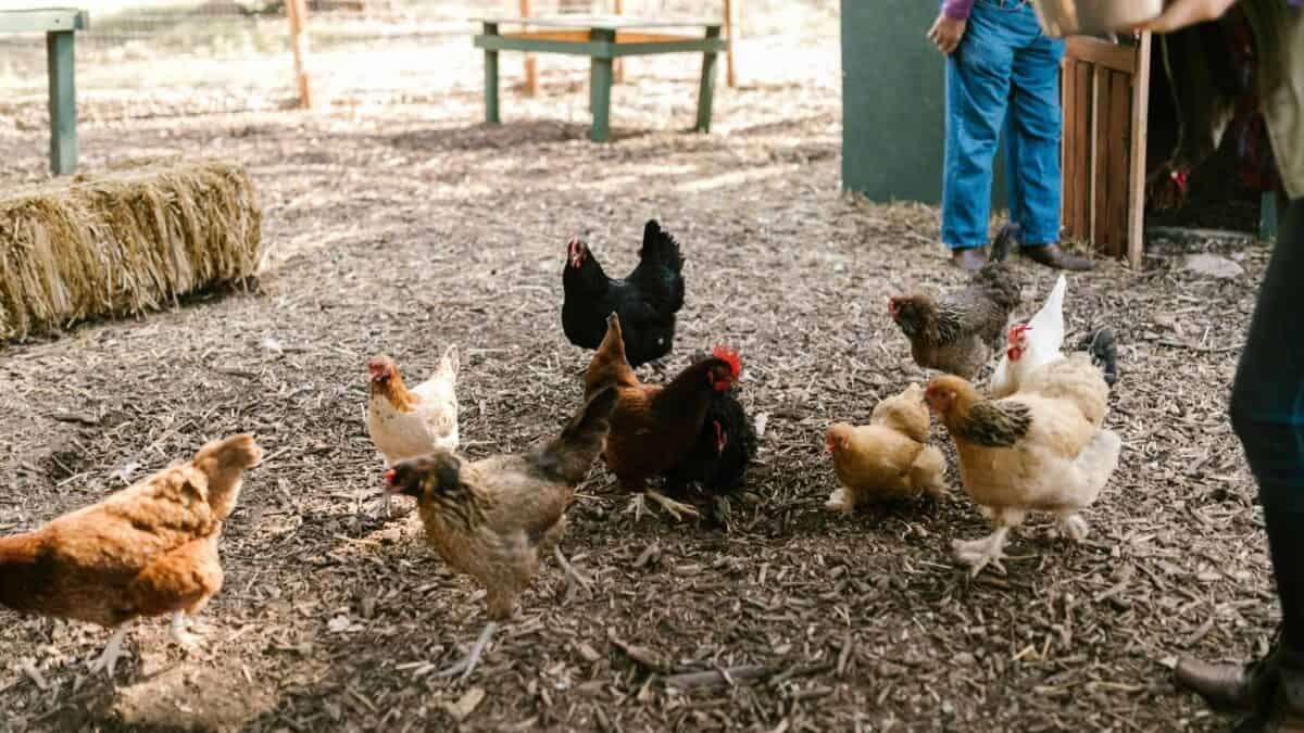 A chicken coop in a poultry farm.