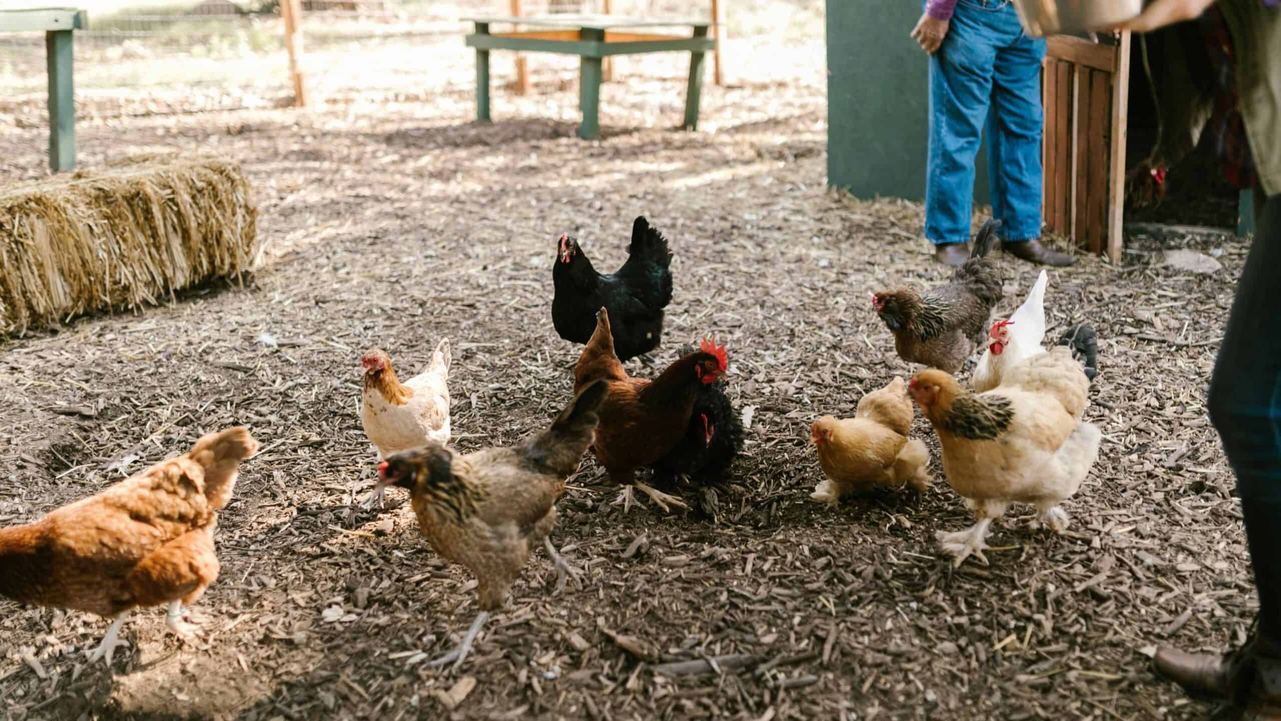 A chicken coop in a poultry farm.