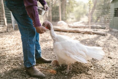 Monster White Turkey Wows Backyard Watchers