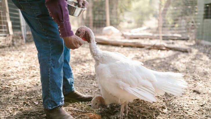 Monster White Turkey Wows Backyard Watchers
