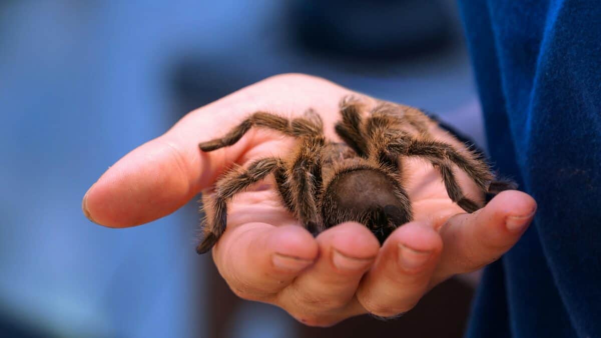 A man holding a tarantula with his bare hands.