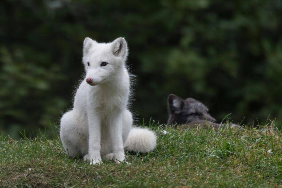 A young white fox in the grass.