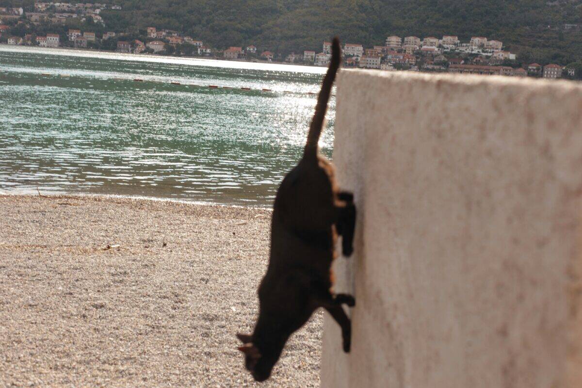 A stray cat climbing down the wall.