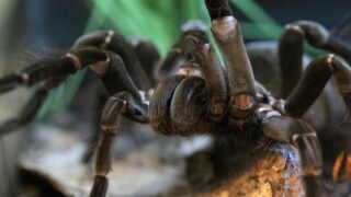 A huge black tarantula trying to find a prey.