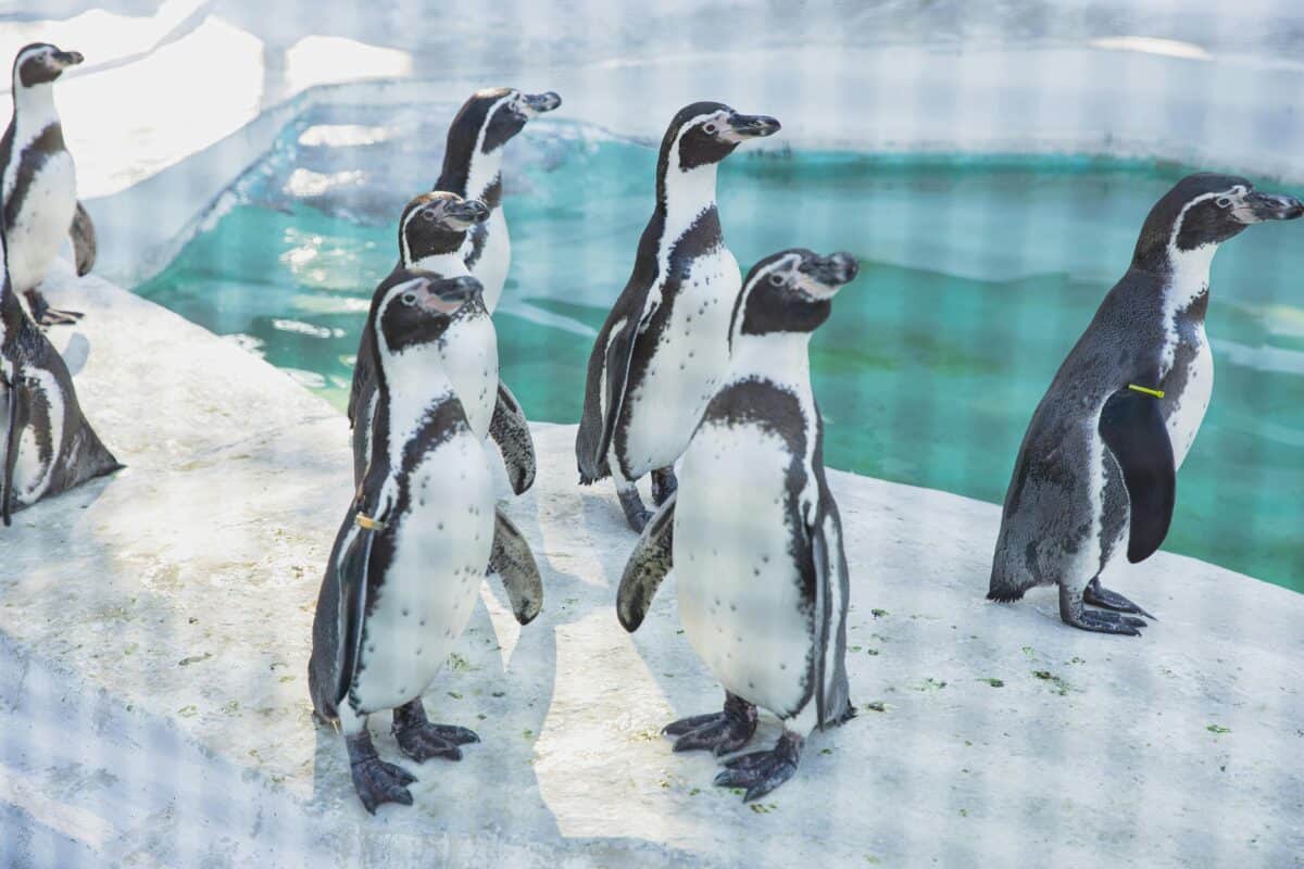 Penguins walking together on their natural habitat.