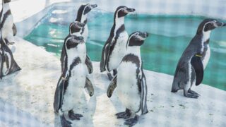 Penguins walking together on their natural habitat.